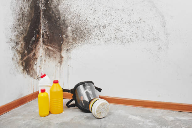 Best Office Mold Removal Services  in Wright Patterson Af, OH