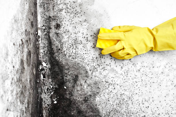 Best Mold Damage Repair  in Wright Patterson Af, OH
