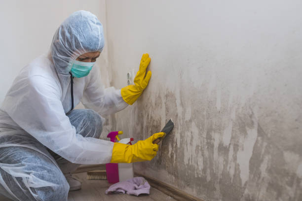 Attic Mold Removal in Wright Patterson Af, OH