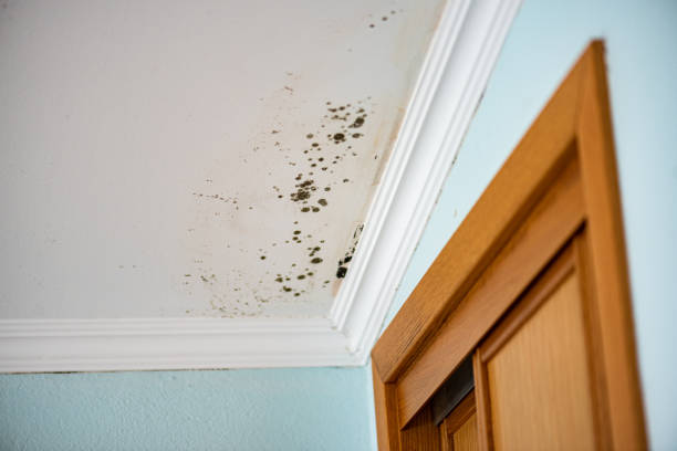 Best Mold Removal Near Me  in Wright Patterson Af, OH