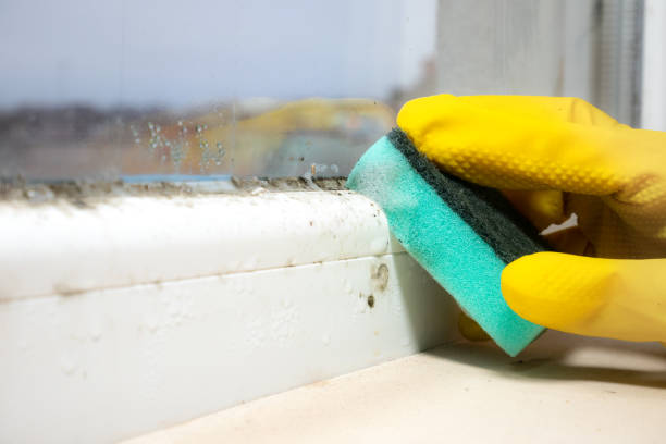 Certified Mold Removal in Wright Patterson Af, OH