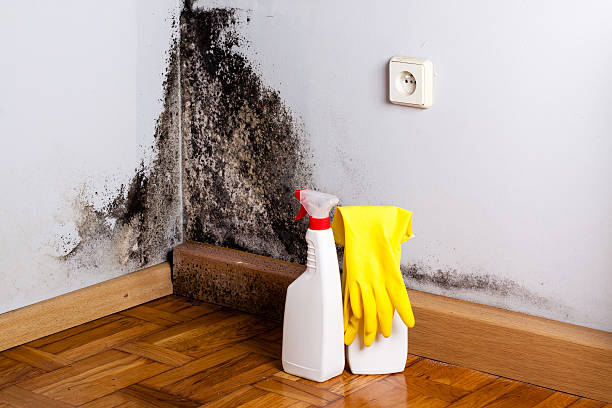 Best Toxic Mold Removal  in Wright Patterson Af, OH