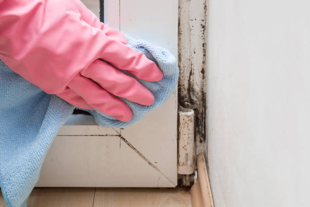 Best Local Mold Removal Service  in Wright Patterson Af, OH